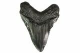 Fossil Megalodon Tooth - Georgia #145452-1